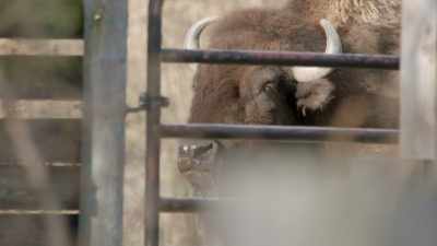 Gotta keep her friend
hermie away, - Secrets of the Zoo