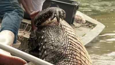       -Grab that back leg.
           -[grunting] - Swamp People
