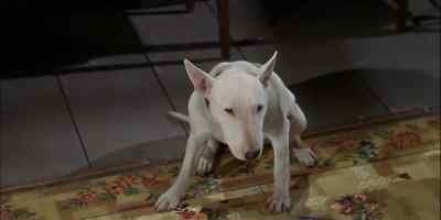 GRADUALLY, IT BEGAN TO
DAWN ON THE DOGS... - The Incredible Journey