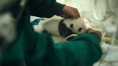 'Gradually,
through better understanding - A Year on Planet Earth