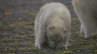 Grass is a poor meal for a growing
cub. - Frozen Planet II