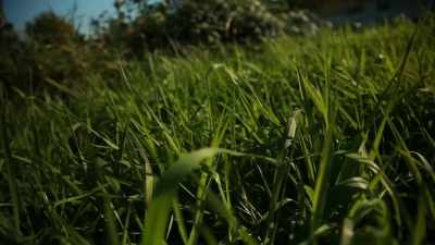 Grass showed where
Squires had walked in - Project Blue Book Exposed