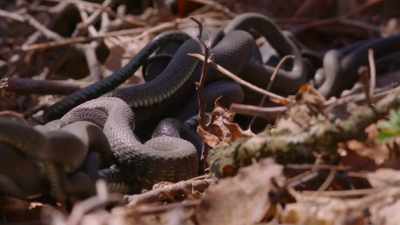 Grass snakes are common in Scandinavia - Wild Nordic