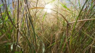 Grasses, when allowed to grow tall
and wild, - Wild Isles