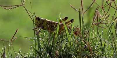 (grasshopper buzzing) - Hot Money