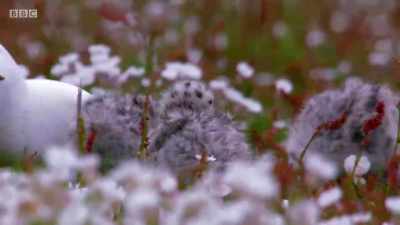 Great black-backed gulls only
have one brood a year, - Wales: Land of the Wild