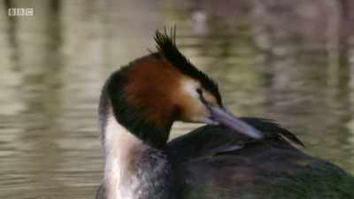 Great crested grebes -
arguably one of Britain's - Wales: Land of the Wild