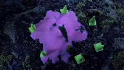 Great Doozer on a Snoozer!
Look at all this goo! - Fraggle Rock: Back to the Rock