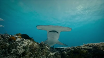 'Great hammerhead sharks, - A Year on Planet Earth