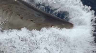 Great whites have
a type of eyelid - Shark Attack Files