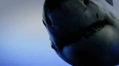Great whites usually
hunt in deep ocean water. - Shark Attack Files