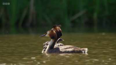 Grebes that dance together
stay together. - Wild Isles