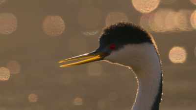 Grebes only pair up
if they're perfectly in sync - The Secret Lives of Animals