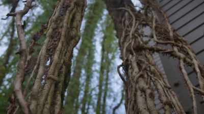 ("Greenfields" by The
Brothers Four playing) - Trees and Other Entanglements