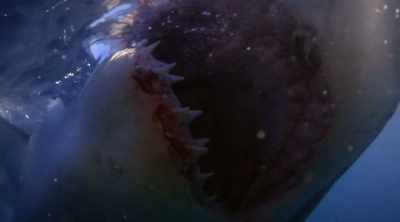 GREG (off-screen): When it comes to a shark
attack, you're being bitten by a shark, - Shark Attack Files