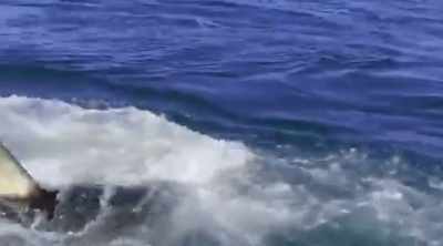 GREG (off-screen): When
people go to the beach, - Shark Attack Files