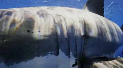 GREG: We found out that
white sharks around Cape Cod - Shark Attack Files