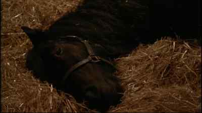 GREY: I'm here, Duchess. - Black Beauty