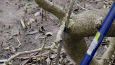 Grey mangrove trees like this one
are softwood. - Aussie Inventions That Changed The World
