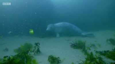 Grey seals will even
take naps underwater, - Wales: Land of the Wild