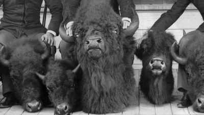 Grinnell knew
just what to do with it-- - The American Buffalo