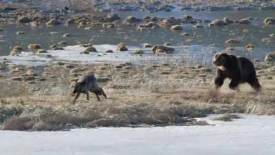 Grizzlies are taking back
the throne. - Epic Yellowstone