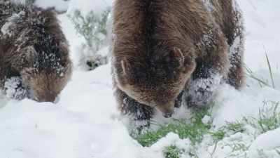 Grizzlies forage, - Epic Yellowstone