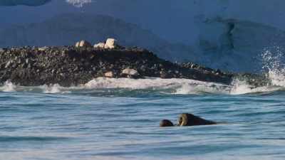 (GROANING) - Blue Planet II