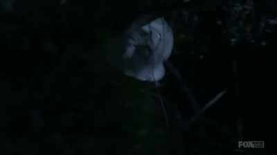 (GROANS) - Lambs of God