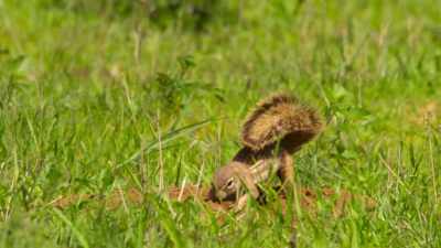 Ground squirrels
are enjoying their dinner... - Wild Babies