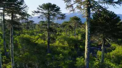 Growing to over 150 feet, - Our Great National Parks
