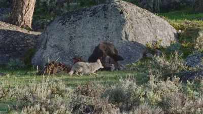 [growl] - Epic Yellowstone