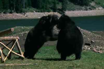 Growling!! - The Adventures of the Wilderness Family