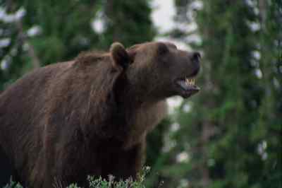 [ Growling ] - The Adventures of the Wilderness Family