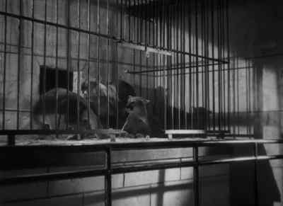 (growling) - Murders in the Zoo