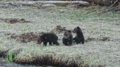 [growling] - Epic Yellowstone