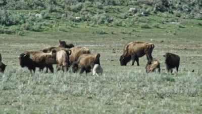 [growling] - Epic Yellowstone