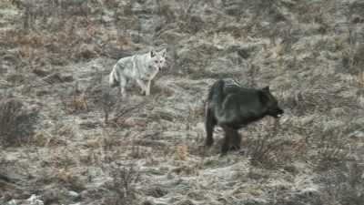 [growling] - Epic Yellowstone