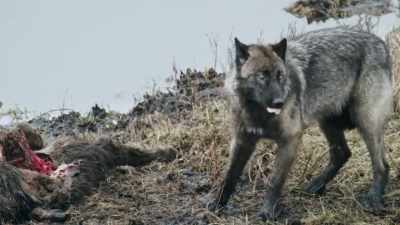 [growling] - Epic Yellowstone