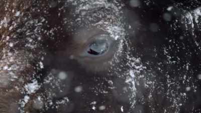 [growling] - Epic Yellowstone