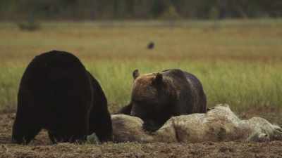 (growling) - Wild Nordic