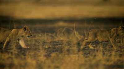GROWLING - Serengeti