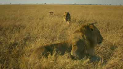GROWLING - Serengeti