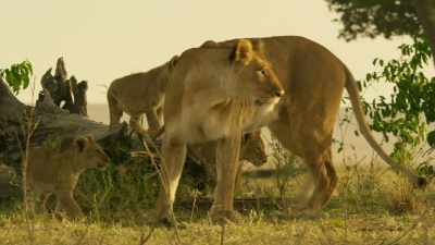 GROWLING - Serengeti