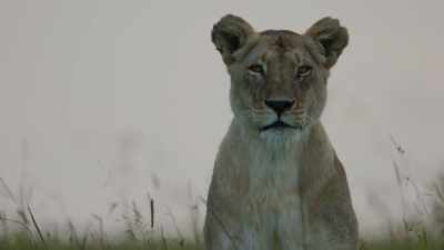 (GROWLING) - Dynasties