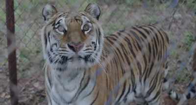 [growling softly] - The Tiger Rising