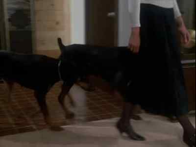 - [Growling]
- Stay. - Remington Steele