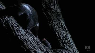(GROWLS AND SHRIEKS) - David Attenborough's Tasmania
