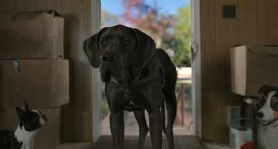 (growls, barks) - Strays