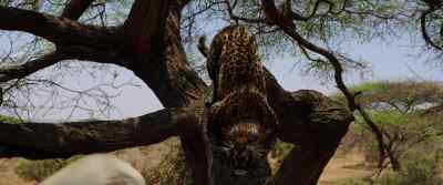 [growls] - Endangered Species